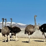 FB_IMG_1737532215253