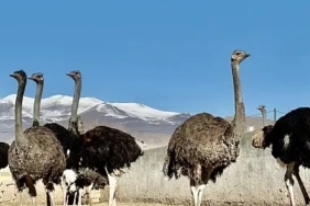 FB_IMG_1737532215253