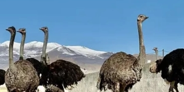 FB_IMG_1737532215253