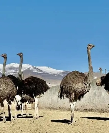 FB_IMG_1737532215253