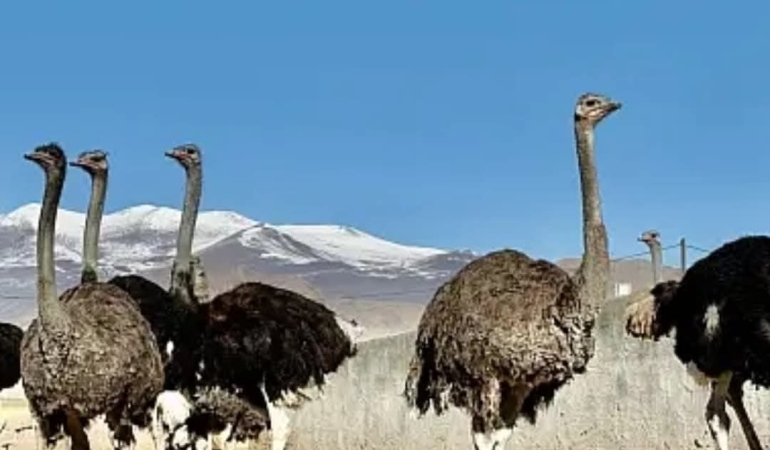 Ağrı Dağı Eteklerinde Deve Kuşu Çiftliği