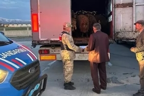 Ağrıdan Çalınan 300 Koyun Bitliste Bulundu