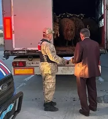 Ağrıdan Çalınan 300 Koyun Bitliste Bulundu