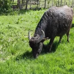 Muş'ta Kaybolan Manda Nasıl Bulundu?