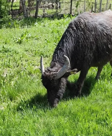Muşta Kaybolan Manda Nasıl Bulundu