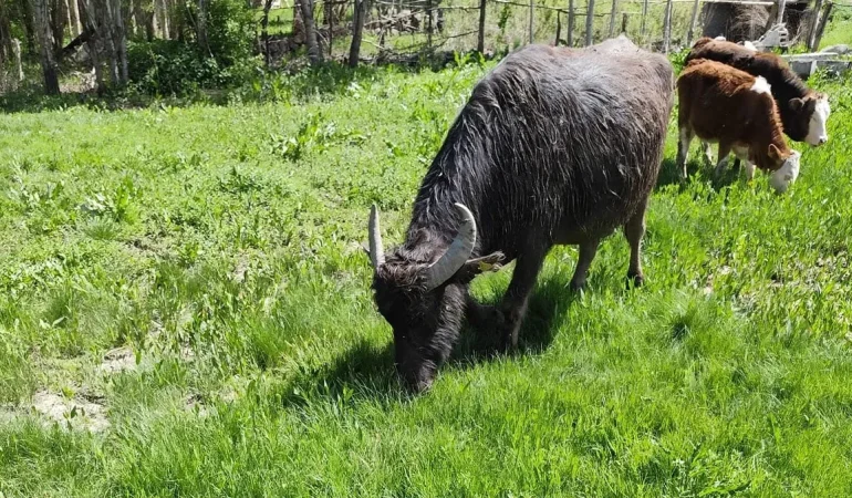 Muş’ta Kaybolan Manda Nasıl Bulundu?