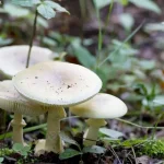 Ağrı Köy Mantarı: Doğal Tat ve Tazeliğiyle Ön Plana Çıkıyor