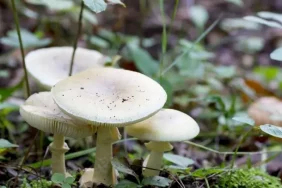 Ağrı Köy Mantarı Doğal Tat ve Tazeliğiyle Ön Plana Çıkıyor