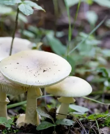 Ağrı Köy Mantarı Doğal Tat ve Tazeliğiyle Ön Plana Çıkıyor