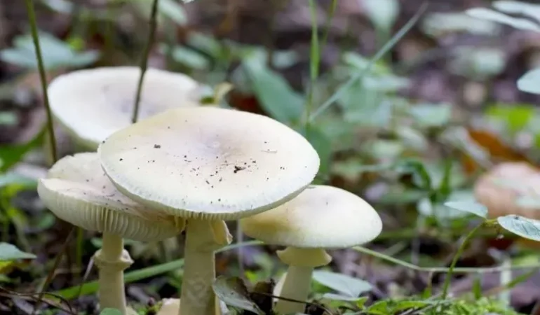 Ağrı Köy Mantarı: Doğal Tat ve Tazeliğiyle Ön Plana Çıkıyor