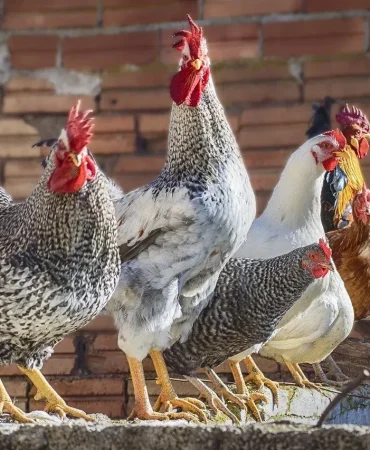 Canlı Tavuk Satışı Meydan Sebze Pazarında Devam Ediyor