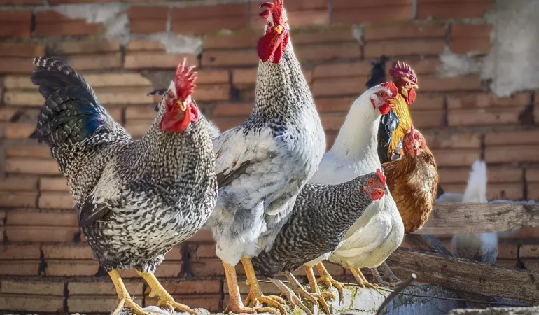 Canlı Tavuk Satışı: Meydan Sebze Pazarı’nda Devam Ediyor