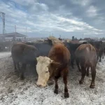 Ağrı Hayvan Pazarı Kurban Bayramı Yoğunluğu