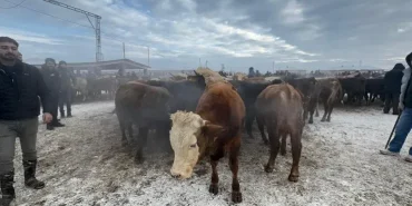 Ağrı Hayvan Pazarı Kurban Bayramı Yoğunluğu