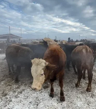 Ağrı Hayvan Pazarı Kurban Bayramı Yoğunluğu