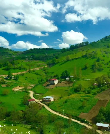 Derecek Yaylasında Hayvanlar Doğal Yaşam Alanında