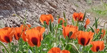 Ağrı Dağı Baharı Doğanın Renkli Uyanışı