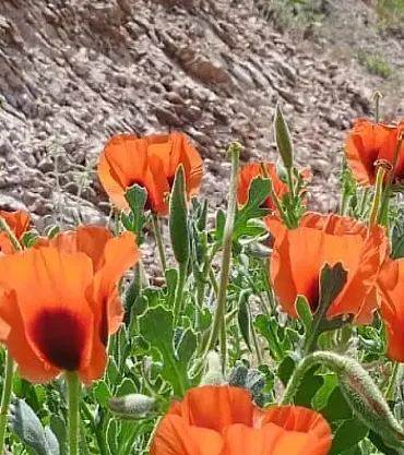 Ağrı Dağı Baharı Doğanın Renkli Uyanışı