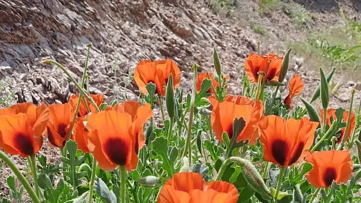 Ağrı Dağı Baharı Doğanın Renkli Uyanışı
