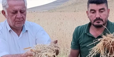 Ağrı Dolu Yağışı Tarım Alanlarını Vurdu Zarar Büyüyor