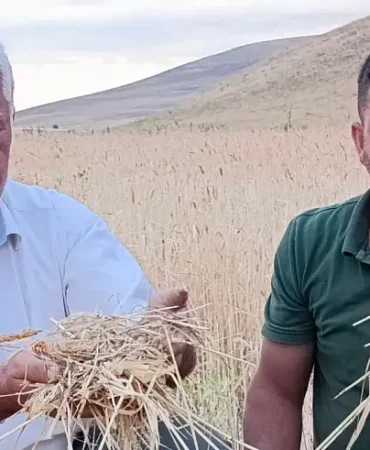 Ağrı Dolu Yağışı Tarım Alanlarını Vurdu Zarar Büyüyor