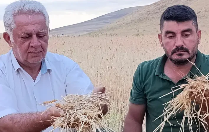 Ağrı Dolu Yağışı Tarım Alanlarını Vurdu: Zarar Büyüyor