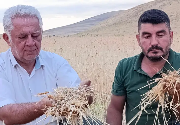 Ağrı Dolu Yağışı Tarım Alanlarını Vurdu Zarar Büyüyor