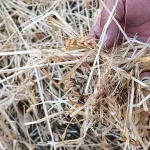 Ağrı Dolu Yağışı Tarım Arazilerine Büyük Zarar Verdi