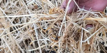 Ağrı Dolu Yağışı Tarım Arazilerine Büyük Zarar Verdi