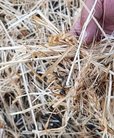 Ağrı Dolu Yağışı Tarım Arazilerine Büyük Zarar Verdi