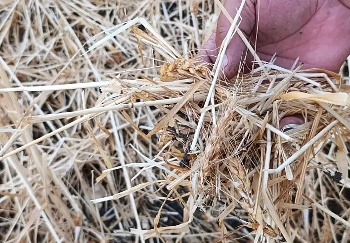 Ağrı Dolu Yağışı Tarım Arazilerine Büyük Zarar Verdi