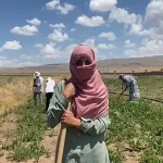 Patnosta Kadın Emeği Şeker Pancarı Tarlalarında