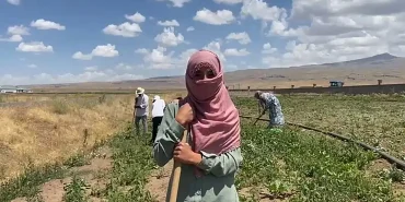 Patnosta Kadın Emeği Şeker Pancarı Tarlalarında