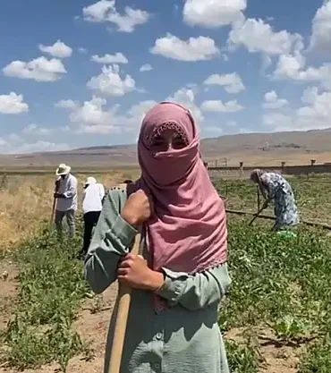 Patnosta Kadın Emeği Şeker Pancarı Tarlalarında