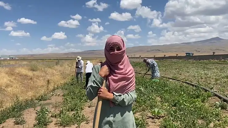 Patnosta Kadın Emeği Şeker Pancarı Tarlalarında