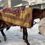 Ağrı At Arabacılığı: Yaz Aylarında Yoğun Mesai