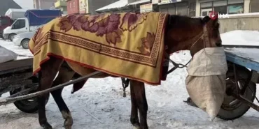 Ağrı At Arabacılığı: Yaz Aylarında Yoğun Mesai