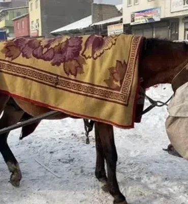 Ağrı At Arabacılığı Yaz Aylarında Yoğun Mesai