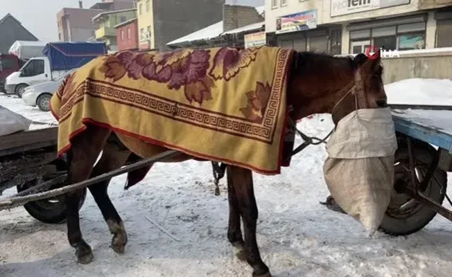 Ağrı At Arabacılığı: Yaz Aylarında Yoğun Mesai