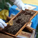 Ağrı Arıcılık: Kotan Ailesinin Başarı Hikayesi