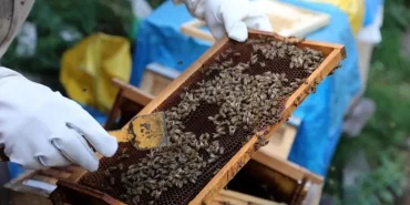 Ağrı Arıcılık: Kotan Ailesinin Başarı Hikayesi