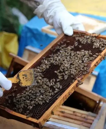 Ağrı Arıcılık Kotan Ailesinin Başarı Hikayesi