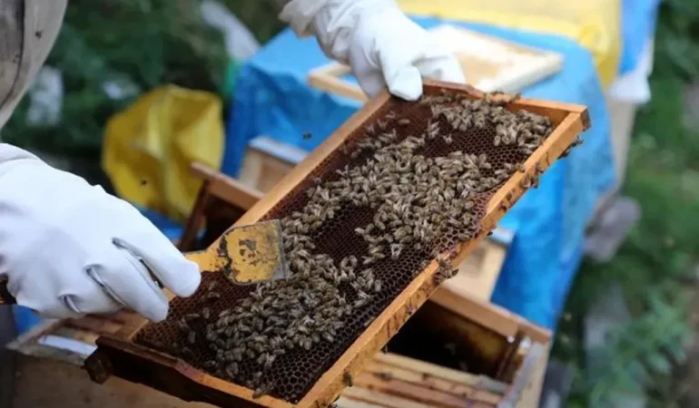 Ağrı Arıcılık: Kotan Ailesinin Başarı Hikayesi