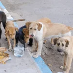Sokak Hayvanları İçin Yaz Aylarında Su ve Mama İhtiyacı