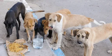 Sokak Hayvanları İçin Yaz Aylarında Su ve Mama İhtiyacı