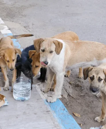 Sokak Hayvanları İçin Yaz Aylarında Su ve Mama İhtiyacı