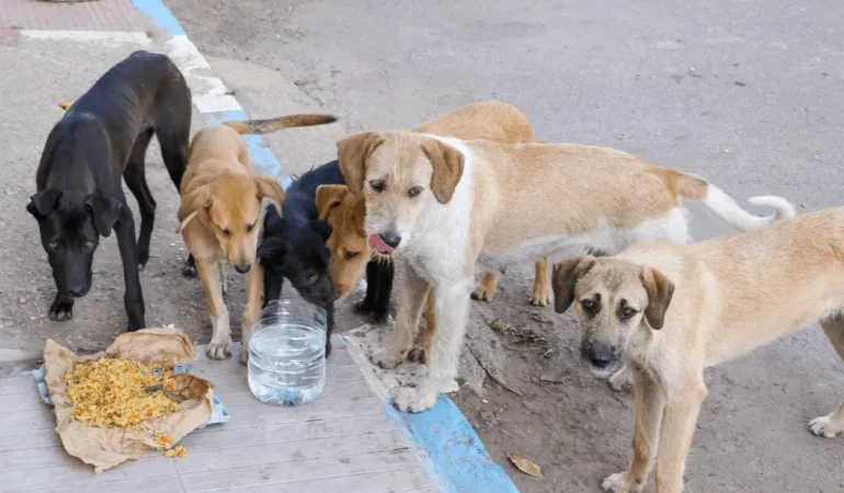 Sokak Hayvanları İçin Yaz Aylarında Su ve Mama İhtiyacı