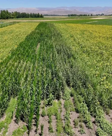 Ozanlar Köyünde Tarım Çeşitli Ürün Yetiştiriciliği