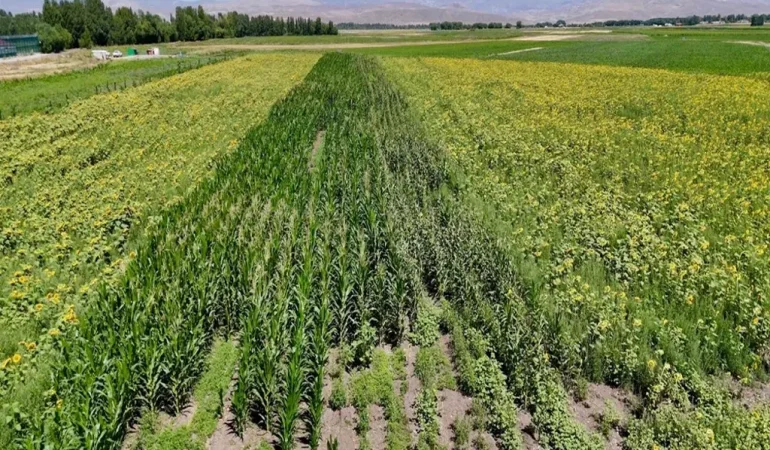 Ozanlar Köyünde Tarım: Çeşitli Ürün Yetiştiriciliği