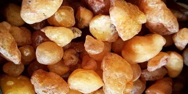 Çam Sakızı Patnos'ta Doğal Şifa ve Kültürel Değer